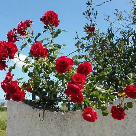 Altavilla Silentina Country House L'Ippocastano المظهر الخارجي الصورة