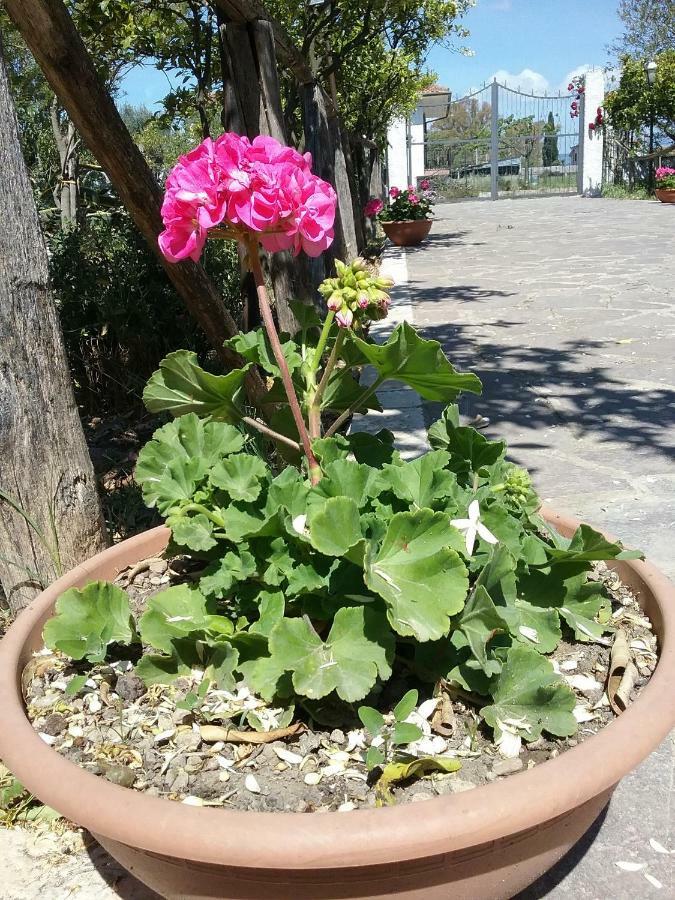 Altavilla Silentina Country House L'Ippocastano المظهر الخارجي الصورة