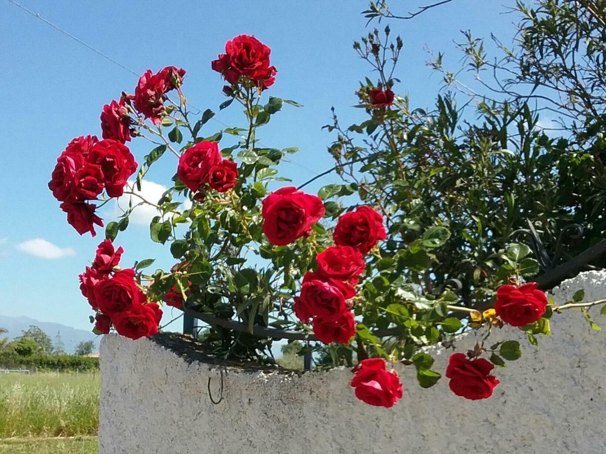 Altavilla Silentina Country House L'Ippocastano المظهر الخارجي الصورة
